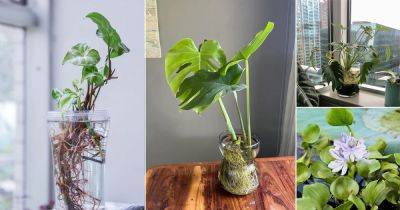 16 Tropical Plants You Can Grow in Just Water - balconygardenweb.com