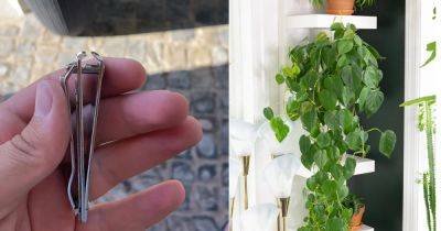 Try 7 Nail Clipper Hacks for Successful Germination and Bushier Plants - balconygardenweb.com