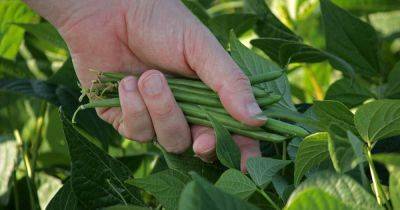 Tips for Growing Green Beans in Fall | Gardener's Path - gardenerspath.com - state Tennessee