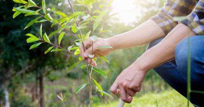 Your Fall Tree Planting Guide | Gardener's Path - gardenerspath.com - state Texas