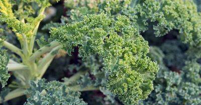 How to Grow Kale - gardenerspath.com