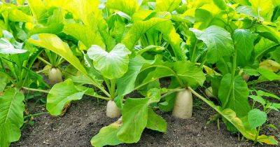 How to Plant and Grow Daikon: Add Some Zing to Your Garden - gardenerspath.com - China - Japan