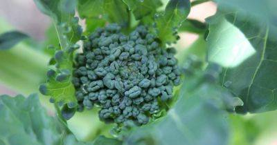 How to Start Broccoli from Seed - gardenerspath.com - Italy