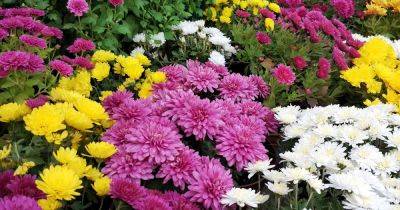 How to Fertilize Chrysanthemums for a Bountiful Display - gardenerspath.com