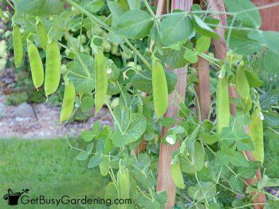 How To Grow Peas At Home - getbusygardening.com
