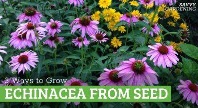 Growing Echinacea From Seed: 3 Methods for Success - savvygardening.com