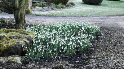 The best places to see snowdrops in the UK | House & Garden - houseandgarden.co.uk - Britain - Scotland
