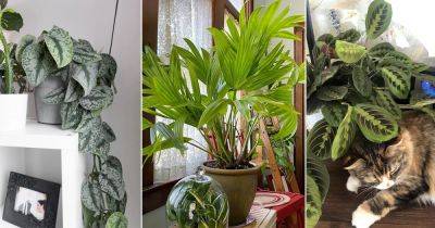 8 Fantastic 2024 Indoor Plant Trends You Mustn't Miss - balconygardenweb.com