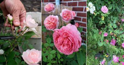 How to Grow Most Fragrant Roses: 9 Science Backed Tricks - balconygardenweb.com - Britain
