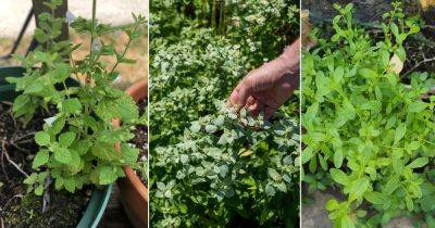 13 Plants that Look Like Mint But Are Not - balconygardenweb.com