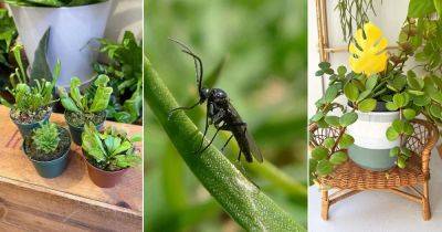 Where Do Gnats Come From | Getting Rid of Gnats - balconygardenweb.com