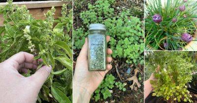 13 Herbs that Reseed and Keep Growing for Years - balconygardenweb.com