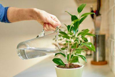 Here's Why You Shouldn't Water Your Plants with Pasta Water - bhg.com