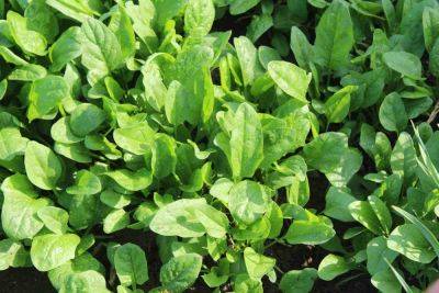 41 best spinach companion plants (+ 5 to avoid) - growingfamily.co.uk