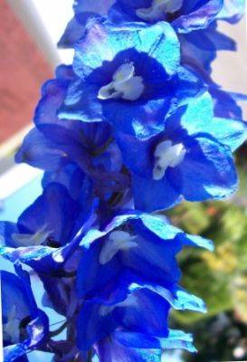 Stonking Good Blue Flowers - gardenerstips.co.uk