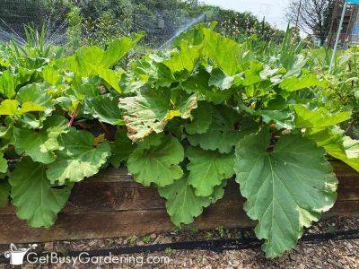 How To Grow Rhubarb At Home - getbusygardening.com