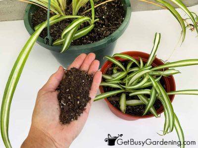 How To Choose The Best Spider Plant Soil - getbusygardening.com