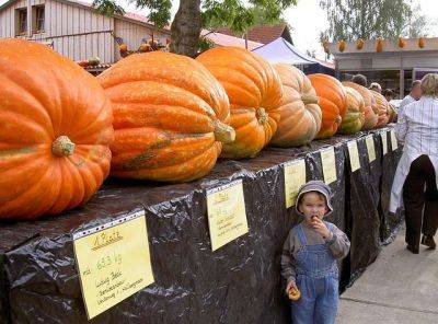 World Record Giant Pumpkin by Year - backyardgardener.com - Germany - Belgium