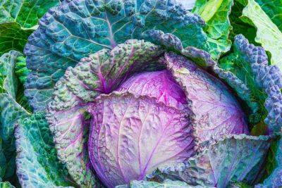 Growing cabbage and broccoli - backyardgardener.com