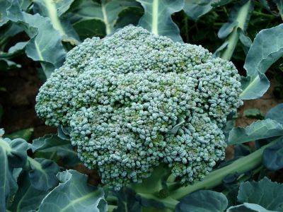 How to grow Broccoli - backyardgardener.com