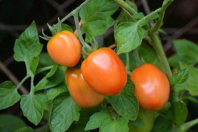 Freezing Tomatoes – Heirloom Tomato - backyardgardener.com