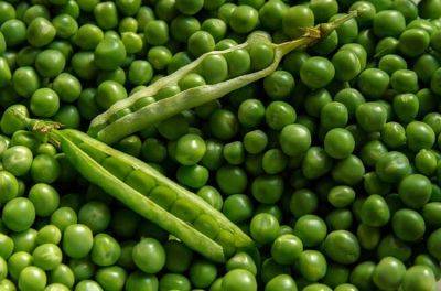 Growing facts for Beans and Peas - backyardgardener.com - Britain