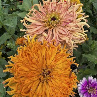 Expanding the zinnia palette, with siskiyou seeds’ don tipping - awaytogarden.com - New York - state Oregon