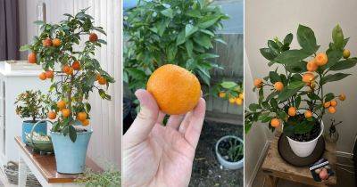 How to Grow an Orange Tree in Container | Orange Tree in Pot - balconygardenweb.com
