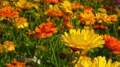 Growing and planting Marigolds: African and French Marigolds - backyardgardener.com - France - Mexico