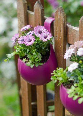 31 best low maintenance plants for outdoor pots, and how to take care of them - growingfamily.co.uk