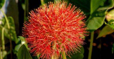 How to Grow and Care for Blood Lilies - gardenerspath.com - South Africa - county Hardy