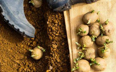 How to chit seed potatoes for an early crop - theenglishgarden.co.uk