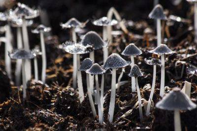 How to grow Mushrooms - backyardgardener.com - Greece