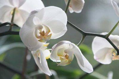 Gardening Guidance for Growing Orchids - backyardgardener.com