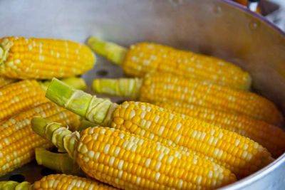 Growing corn and Sweet corn – what are the facts - backyardgardener.com