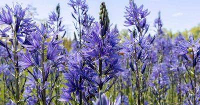 How to Grow and Care for Camassia (Wild Hyacinth) - gardenerspath.com - Usa - Canada - India - state Texas - state California
