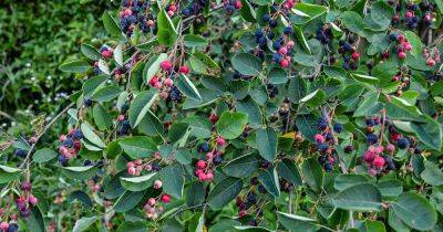 How to Grow and Care for Serviceberries - gardenerspath.com
