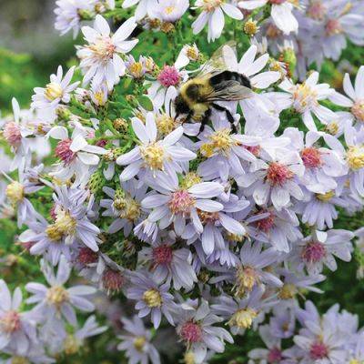 The Best Ground-Cover Plants for Attracting Pollinators - finegardening.com