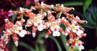 How to Grow and Care for Oncidium Orchids (Odontoglossum) - gardenerspath.com - Greece