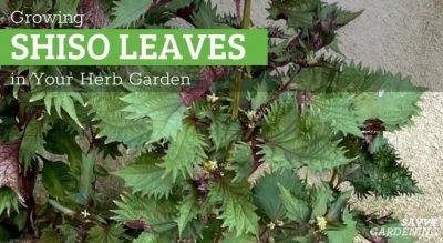 Growing Shiso: A Unique Flavor to Add to Your Herb Garden - savvygardening.com - Canada