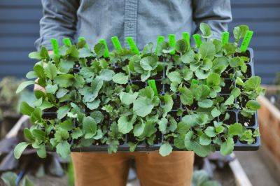 Growing Vegetable Transplants at Home - seattleurbanfarmco.com